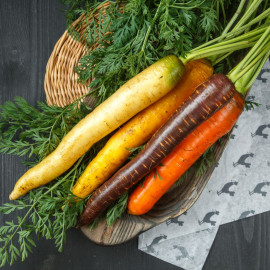 Морковь разноцветная