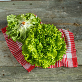 Салат зеленый листовой